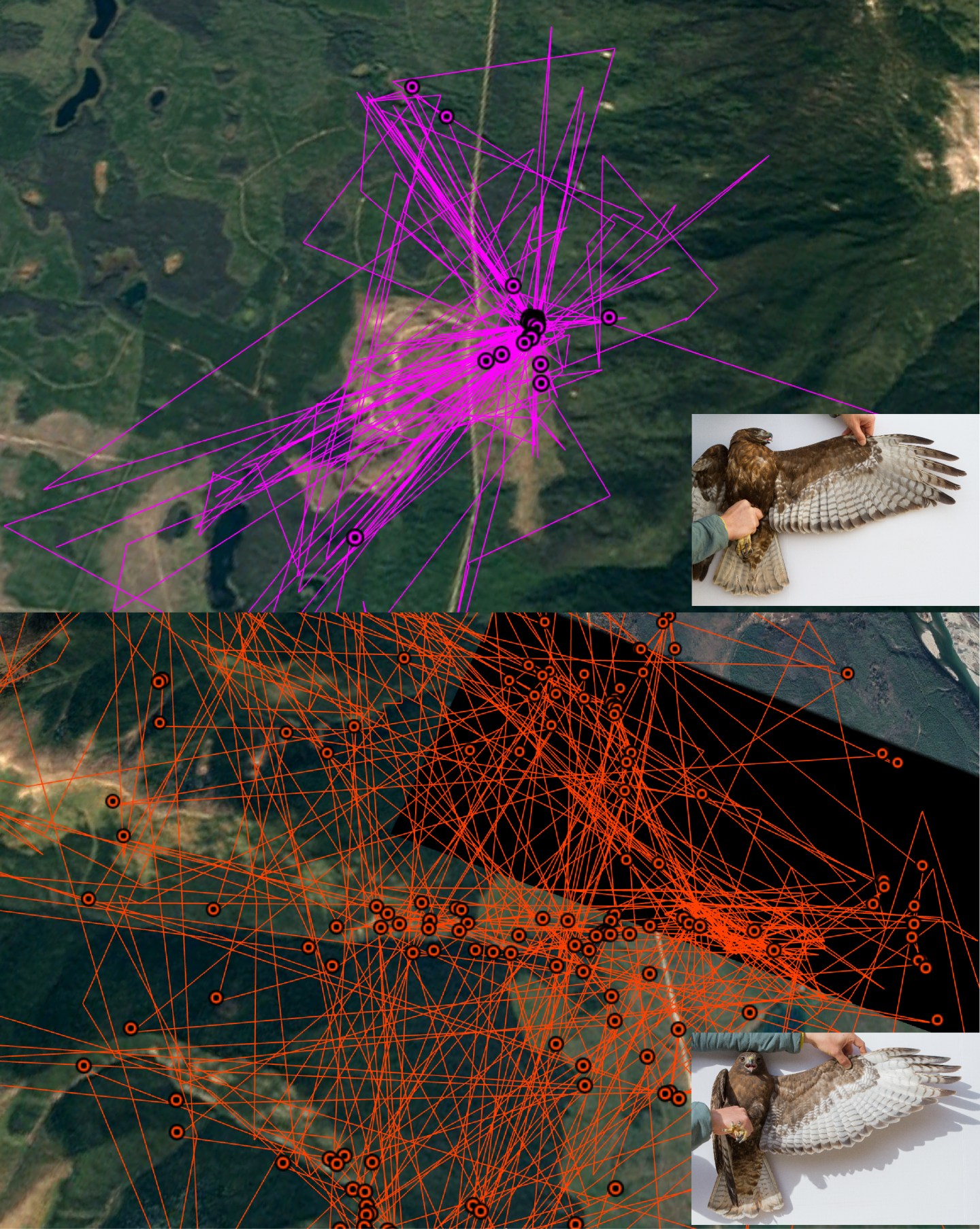We have breeding locations! – Red-tailed Hawk Project