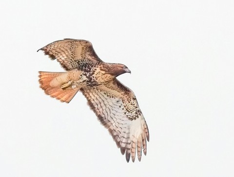 The Mississippi Miracle – Red-tailed Hawk Project