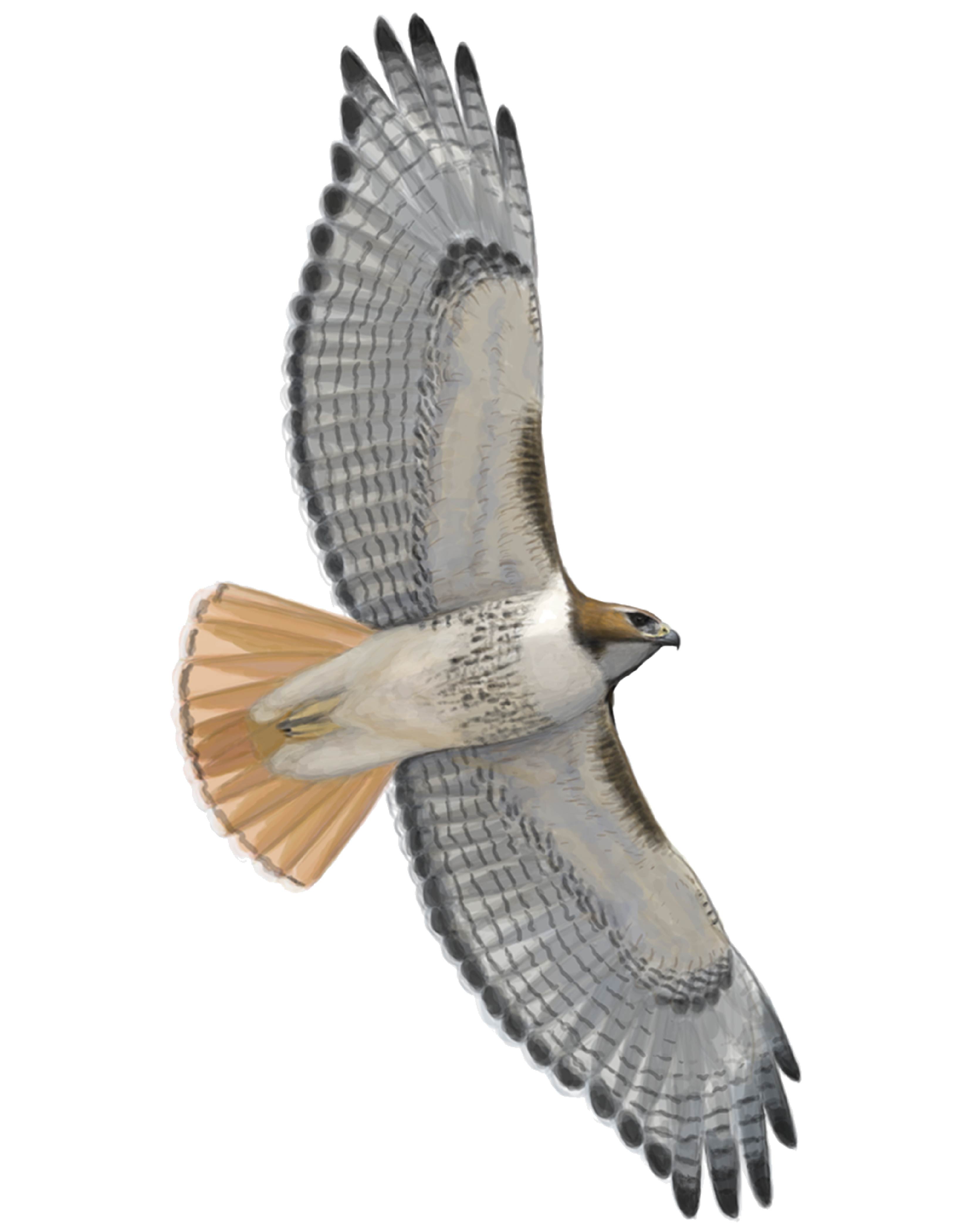 Subspecies Guide – Red-tailed Hawk Project