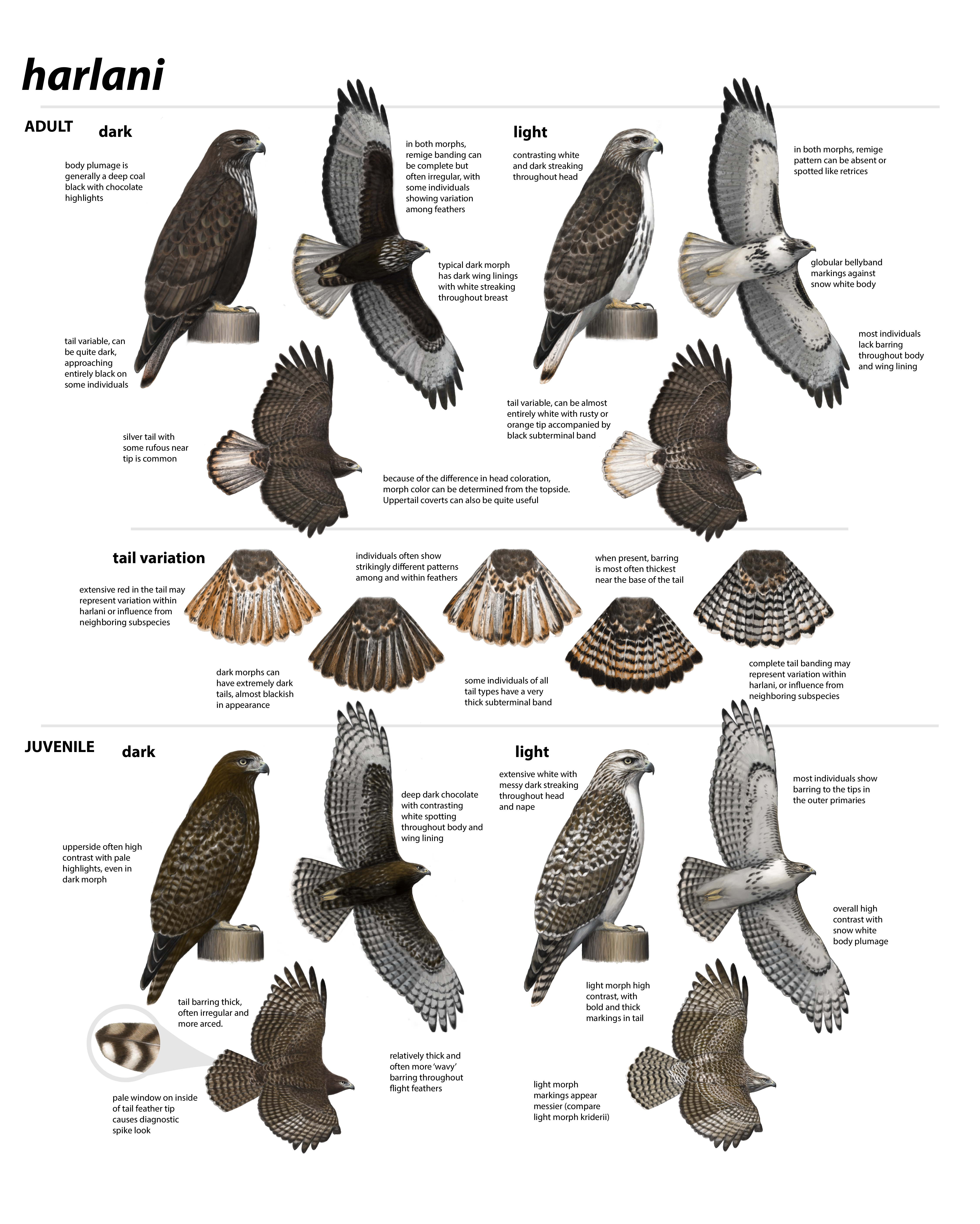 Hawk Plate New plate for harlani identication! – Red-tailed Hawk Project